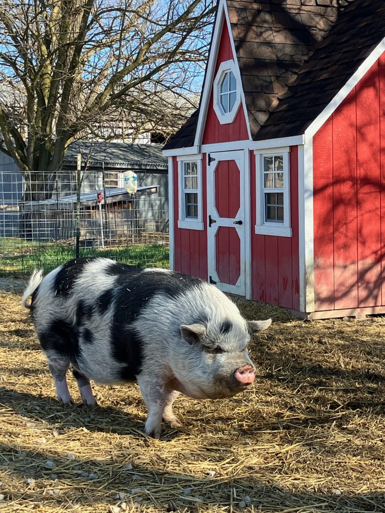 Pot bellied pig at Oinking Acres Pig Rescue