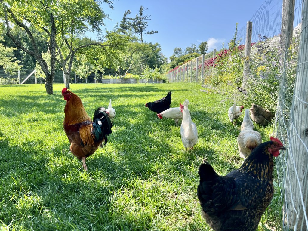 Chickens in The Orchard at The Inn at Stonecliffe